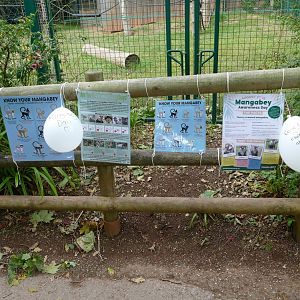 Mangabey Awareness Day, August 2018