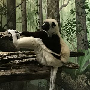 Apr. 2018: Sifaka Indoors/Jungle Trails