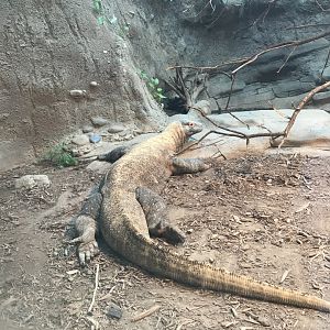 Apr. 2018: Komodo Dragon Indoors