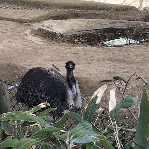 Emu Exhibit/Wildlife Canyon