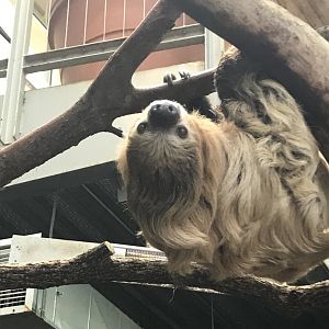 Apr. 2018: Two Toed Sloth/P&G Discovery Forest
