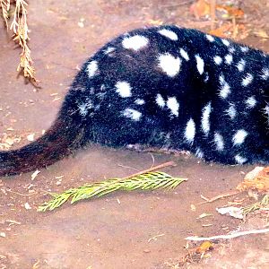 Eastern quoll; Linton; 14th July 2018