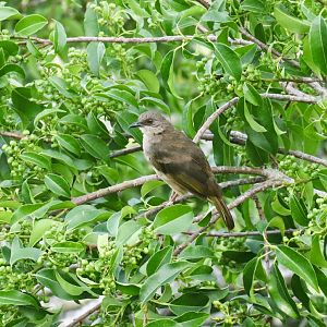 Olive-winged Bulbul