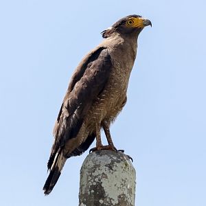 Crested Serpent Eagle