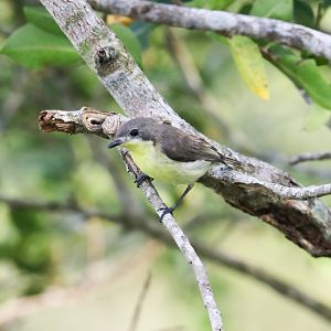 Golden-bellied Gerygone