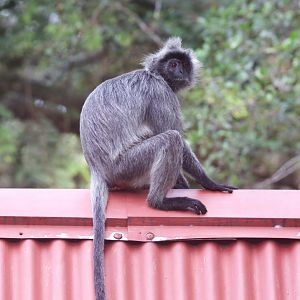 Selangor Silvered Langur