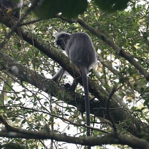 Selangor Silvered Langur