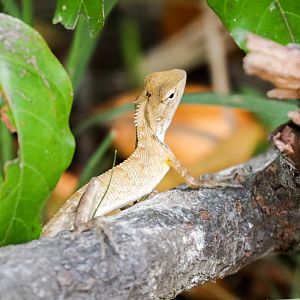 Oriental Garden Lizard