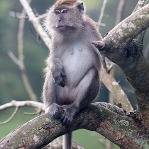 Longtailed Macaque