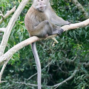 Longtailed Macaque