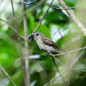 Mangrove Whistler