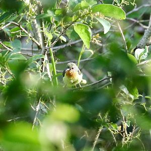 Ruby-cheeked Sunbird