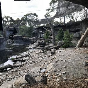 First snow leopard exhibit( ground level veiw)