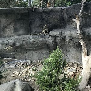 First snow leopard exhibit( above level view)