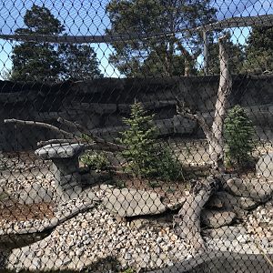 View of first snow leopard exhibit