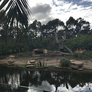 Sumatran tiger exhibit( snow leopard ridge)