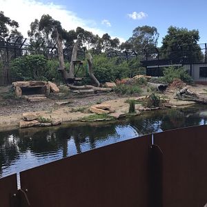 Sumatran tiger exhibit( snow leopard ridge)