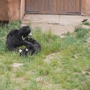 Sloth Bears Play Fighting @ Safari Beekse Bergen - YouTube
