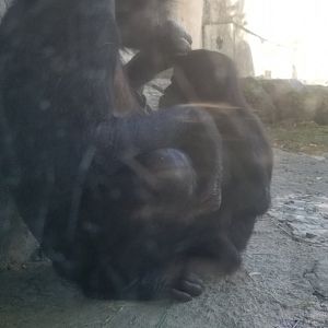 Bonobo nursing