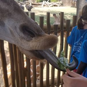 Giraffe eating