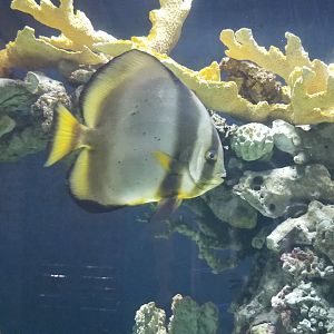 Orbiculate batfish