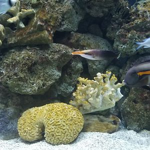 Unlabeled fish, Australia tanks