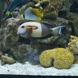 Unlabeled fish, Australia tanks