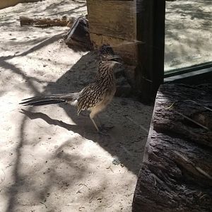 Roadrunner