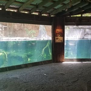 Alligator exhibit