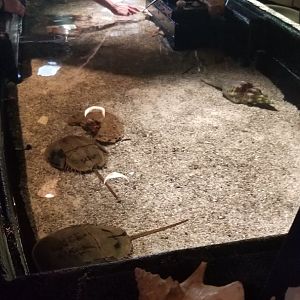 Horseshoe crabs