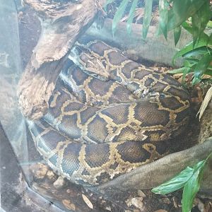 Burmese Python