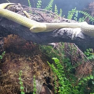 White-lipped island pit viper