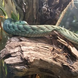 West African green mamba