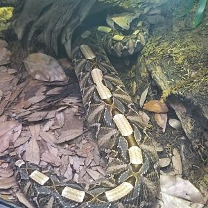 West African gaboon viper