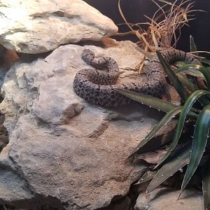 Tamaulipan rock rattlesnake
