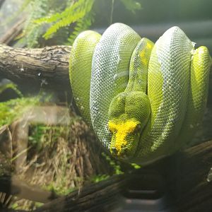 Green tree python