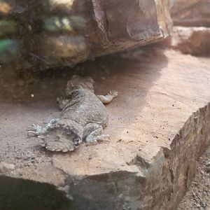 Shield-tailed agama