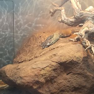 Komodo dragon juvenile