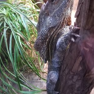 Frilled lizard