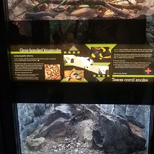 Gray,banded kingsnake, Texas coral snake