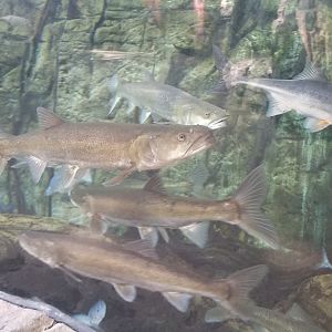 Colorado pikeminnow, razorback sucker