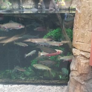 Brown trout, arctic char