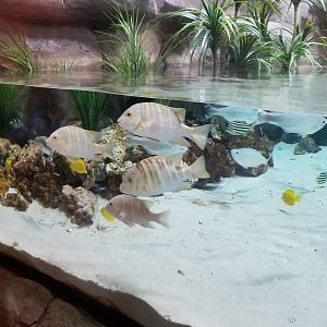 Unlabeled fish, shorebirds exhibit
