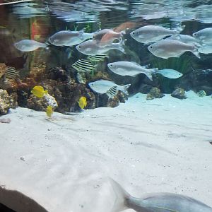 Unlabeled fish, shorebirds exhibit