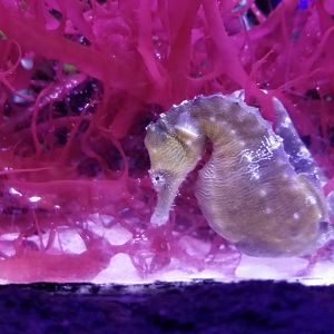 Seahorse, unlabeled