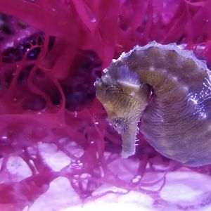 Seahorse, unlabeled
