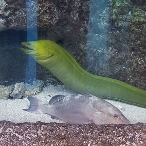 Green moray eel, unlabeled fish