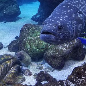 Grouper?, eels