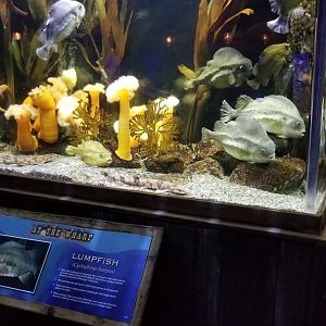 Lumpfish
