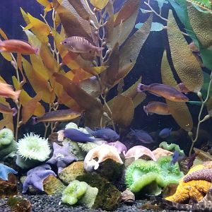 Anemones and urchins